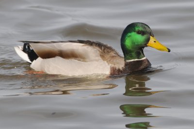 Mallard