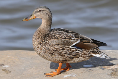 Mallard