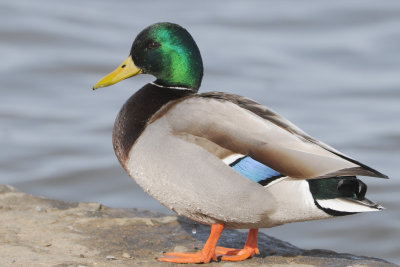 Mallard