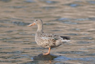 Northern Shoveler