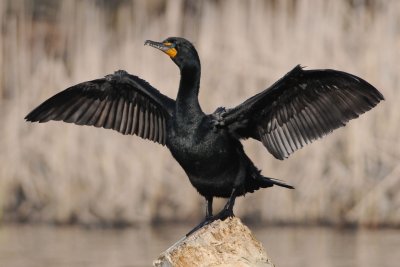 Double-crested Cormorant