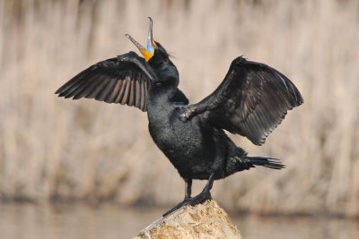 Double-crested Cormorant