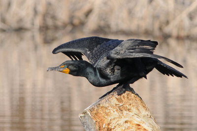 Double-crested Cormorant