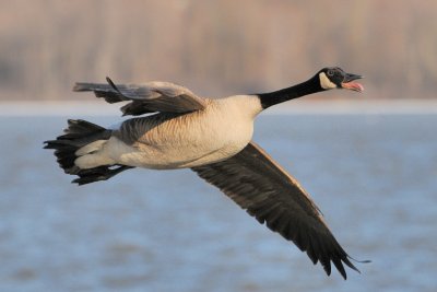 Canada Goose