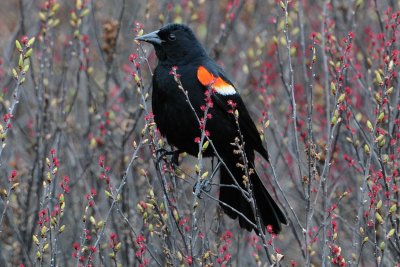 Red-winged Blackbird