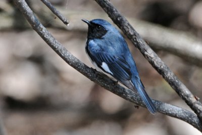 Black-throated Blue Warbler