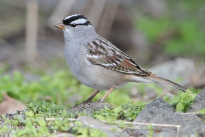 White-crowned Sparrow