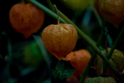 Lanterns at dusk