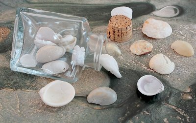  Whitish Shells From Carolina