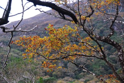 Autumn, Killarney, Kerry