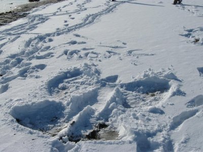 MOAC snow angel