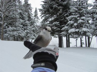 canadian jay