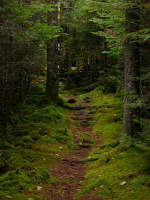 Baxter forest