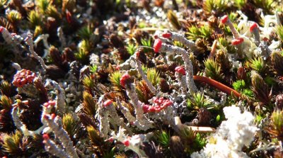 more lichen
