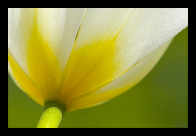 Tulip