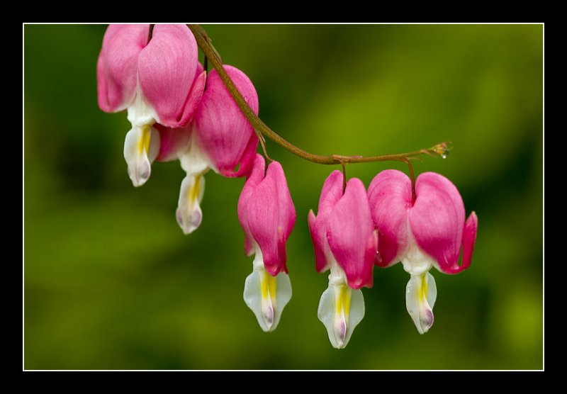 Bleeding Heart