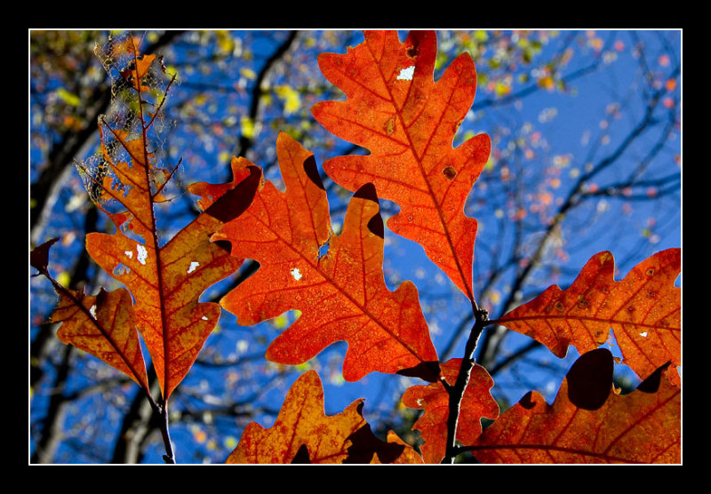 Clear Autumn Sky