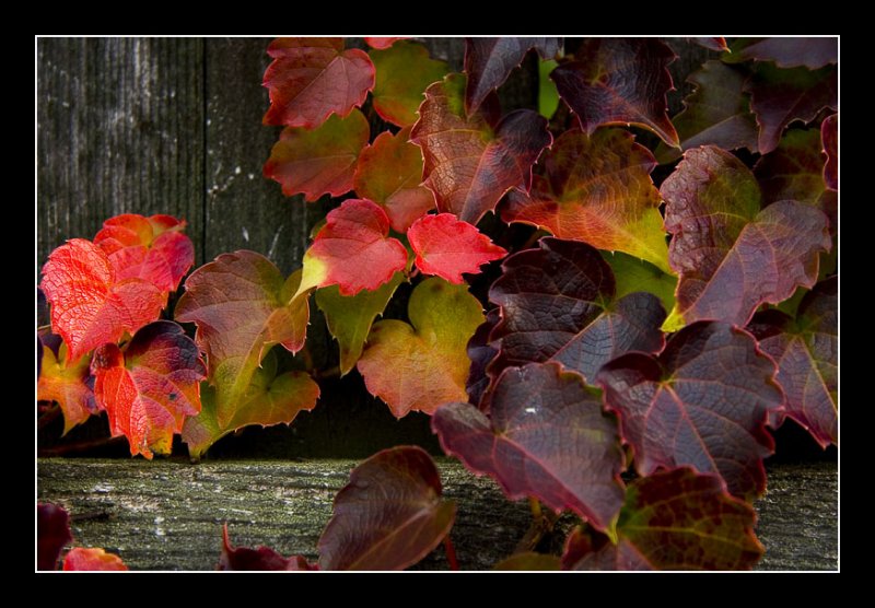 All Kind of Colors