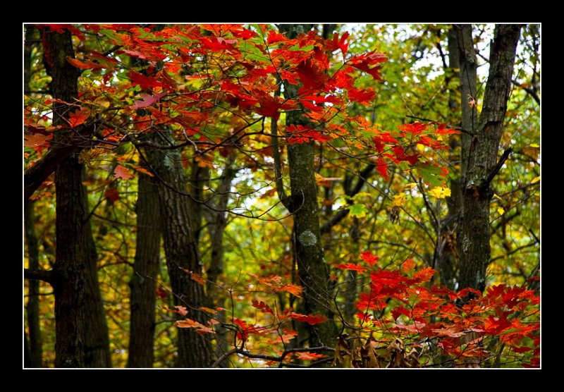 Red and Green