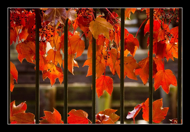 Vines on Fence