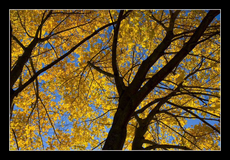 Reaching for the Sky