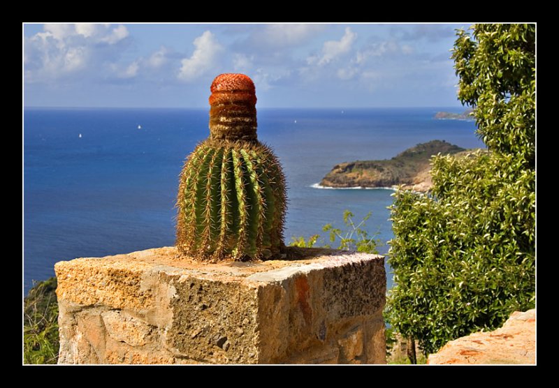 Cactus