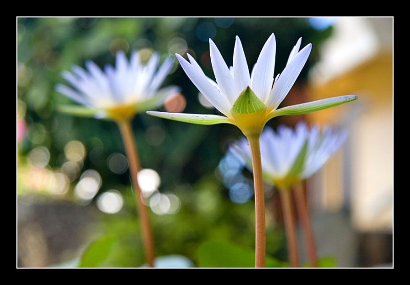 Water Lily