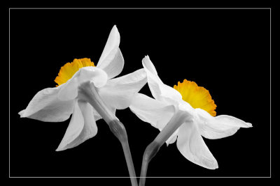 Dancing Daffodil
