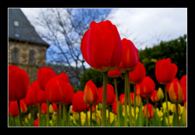 Tulip