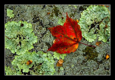 Leaf on a Rock