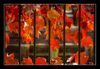 Vines on Fence