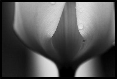 Tulip in Rain