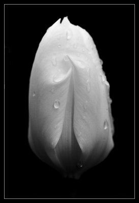 Tulip