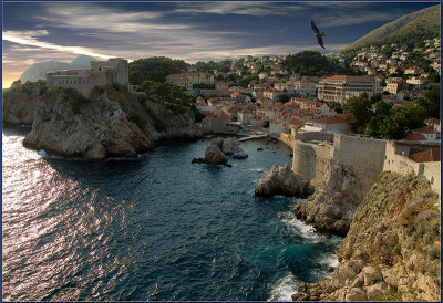 Falcon sight at gloomy Dubrovnik.