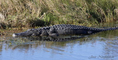 alligator 2557.jpg