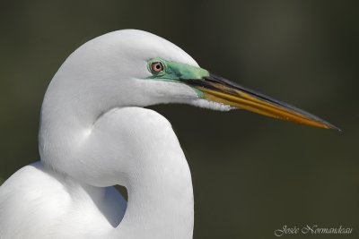 grande aigrette 3398.jpg