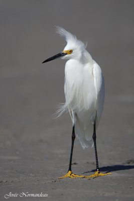 aigrette neigeuse 6165.jpg