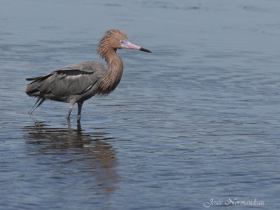 aigrette roussatre 6726.jpg