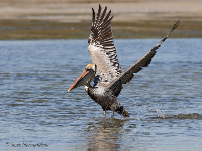 pelican brun 5970.jpg