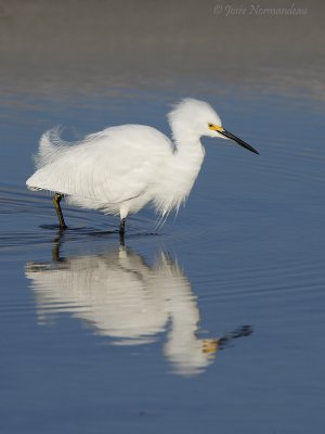 aigrette neigeuse 6854.jpg