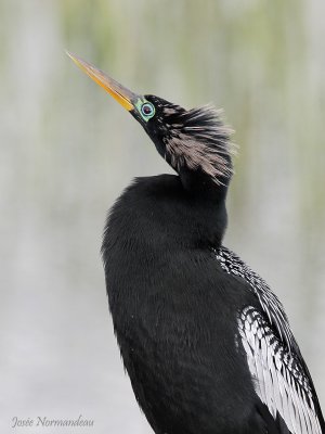 anhinga 2132.jpg