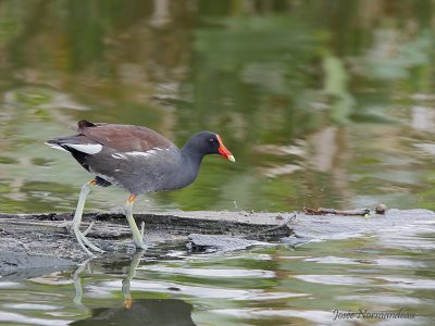 gallinule 9369.JPG