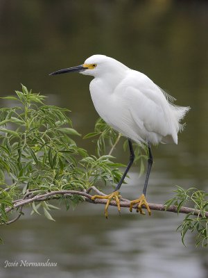 aigrette neigeuse 4039.jpg