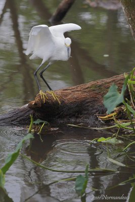 aigrette neigeuse 4460.jpg