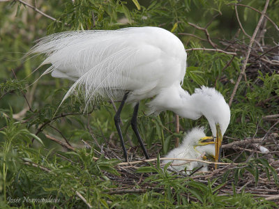 aigrette et poussins 4827.jpg