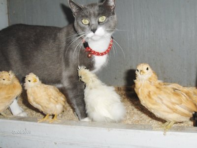 Female cat with chicks