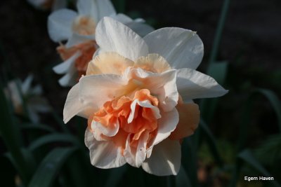 Narsissus Repete