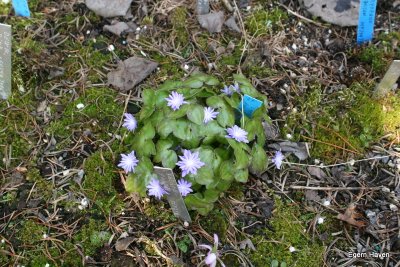 Hepatica