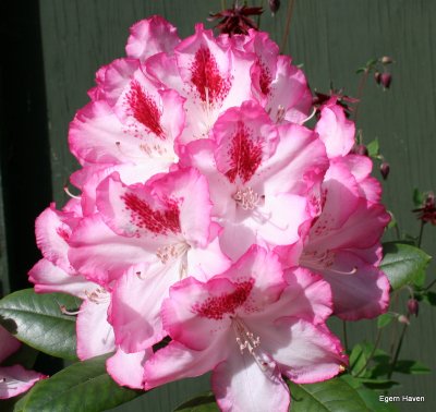 Rhododendron Gallery