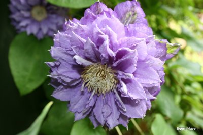 Clematis Josephine